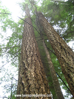 Inspiring Picture of Trees in Capilano River